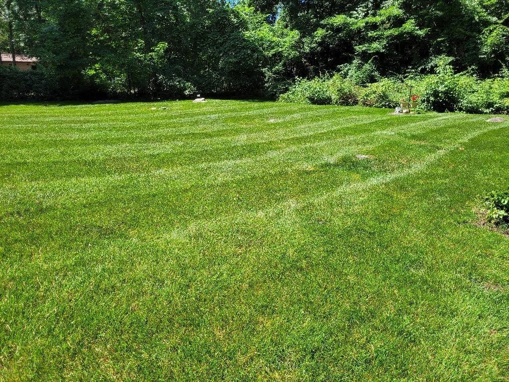 Perfectly cut green grass in the day